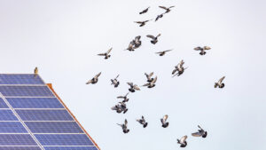 pigeons and solar panels